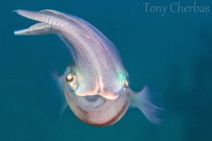Reef Squid No Crop by Tony Cherbas 